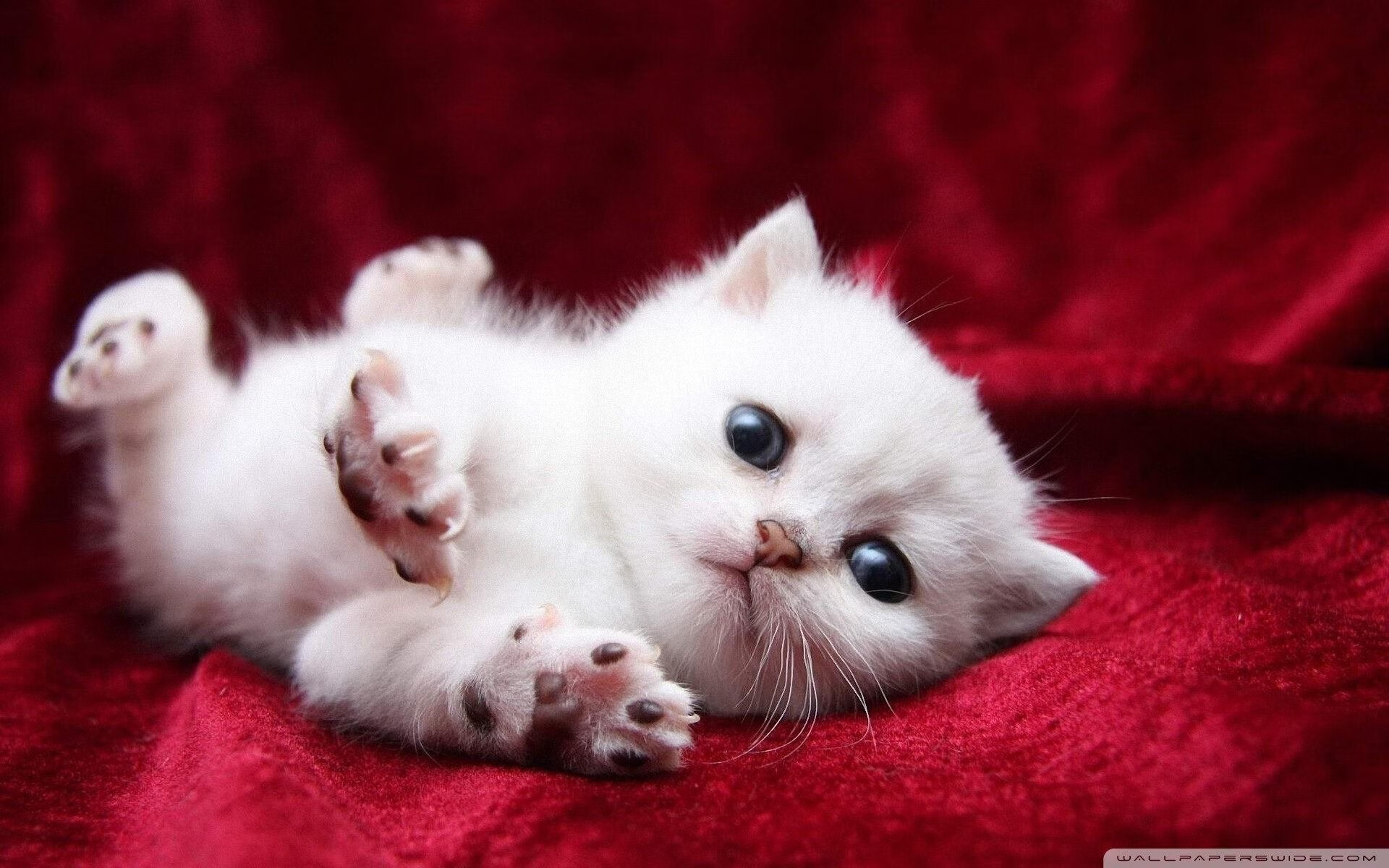 多哥男篮在非洲锦标赛中奋勇争先，突破历史最好成绩