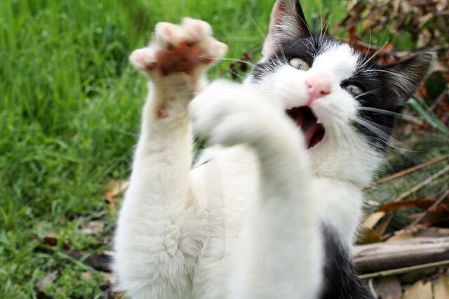 爱游戏官方-瑞·弗兰：以全面的能力和坚韧的防守，成为全黑队不可缺少的球员