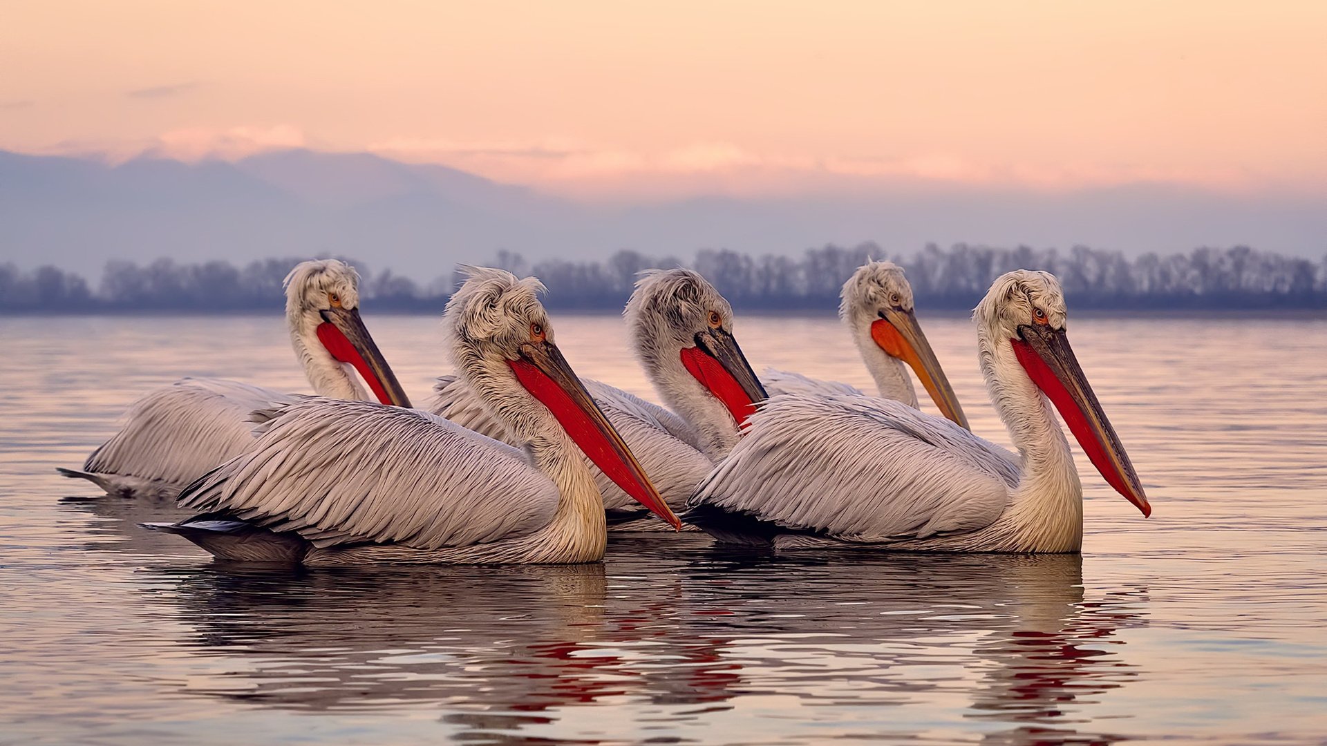 维尔·冯·威克：在高强度对抗中脱颖而出，成为南非队锋线支柱，维尔纳冯布隆贝格