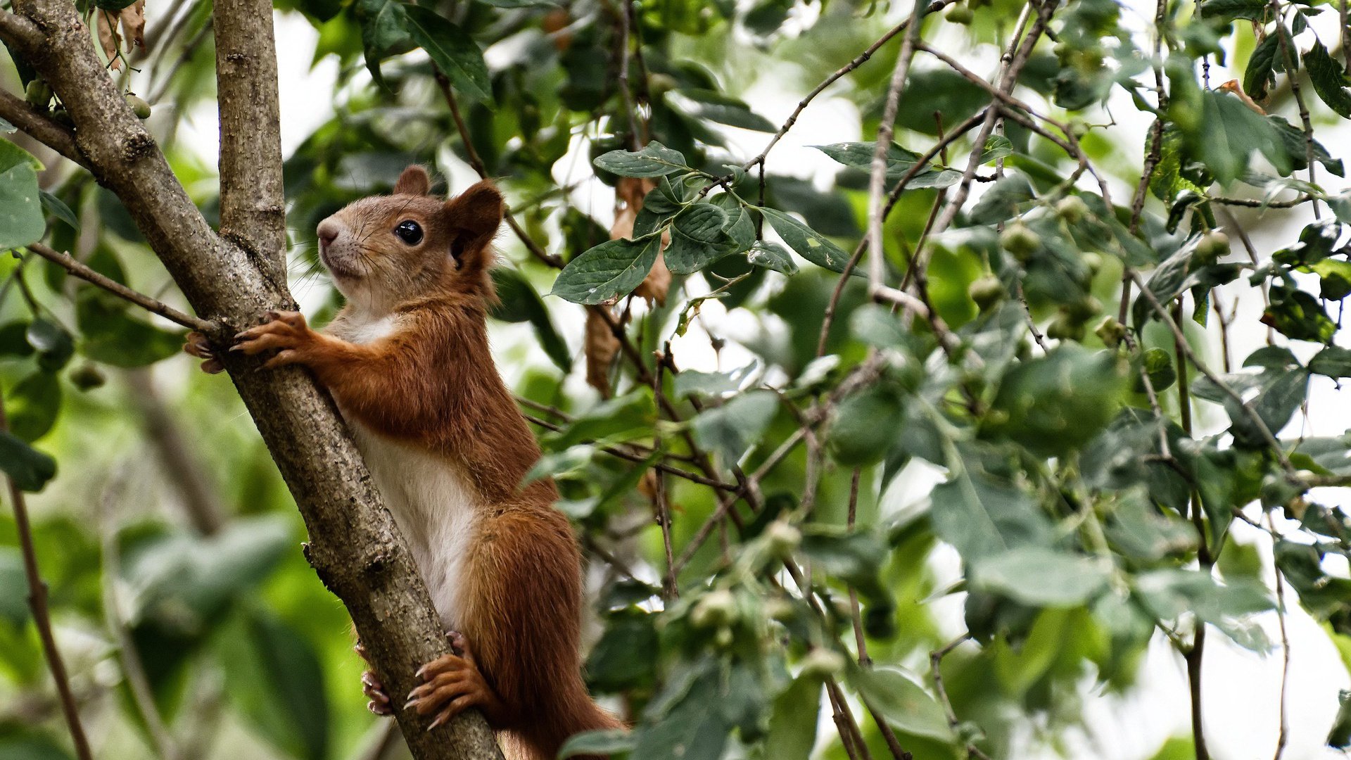 维尔·冯·威克：在高强度对抗中脱颖而出，成为南非队锋线支柱，维尔纳冯布隆贝格