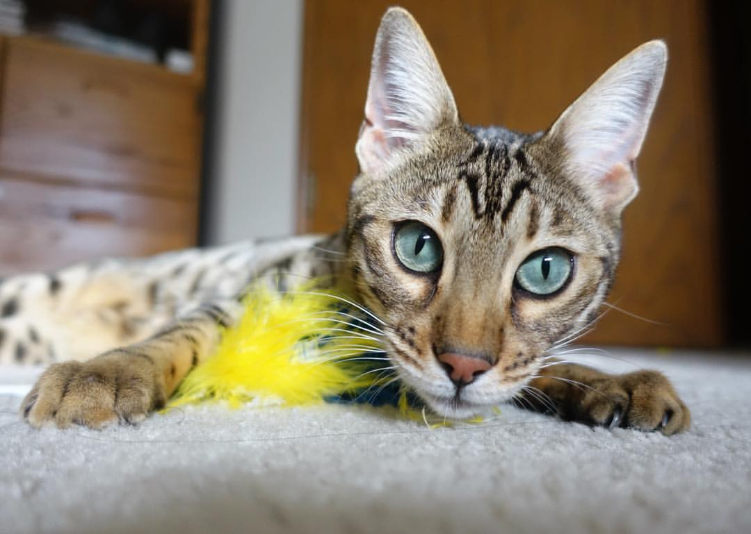 美洲杯明星精彩纷呈：突破、助攻、精彩不断！，美洲杯人气