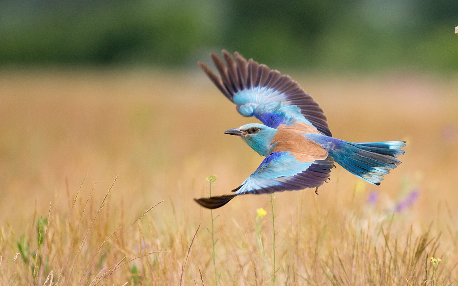 AYX GAME-苏炳添称竞技状态来自长年积累沉淀，苏炳添成功晋级