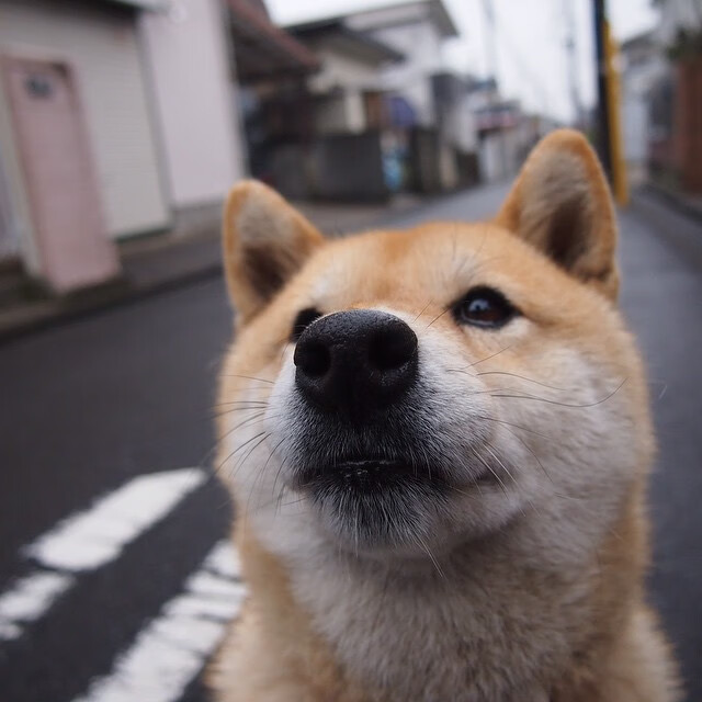 西甲联盟的合作与发展战略，西甲联赛介绍