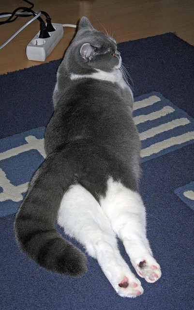 跳水动作难度升级南非挑战极限,fina 跳水